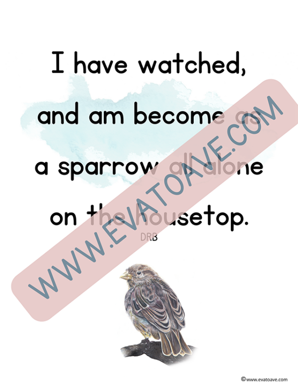 Sparrow Nature Study