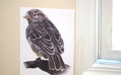 Nature Study Backyard Birds for Children – Sparrow